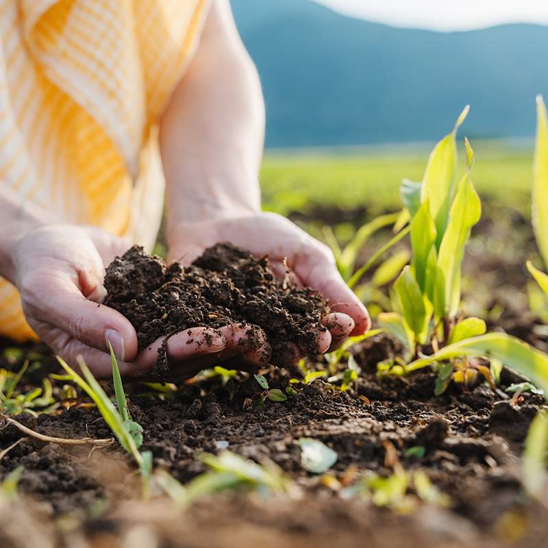 Fertilizante orgánico